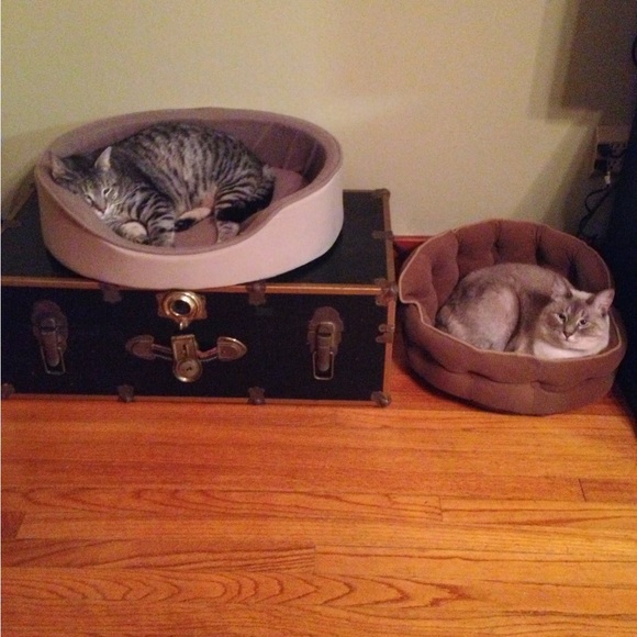 Meet your Posher, Cassie - Picture 8 of 15